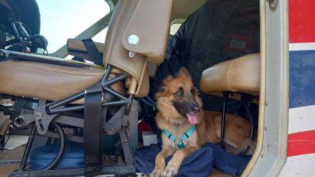 The Liprini's dog, Lady, ready for take off