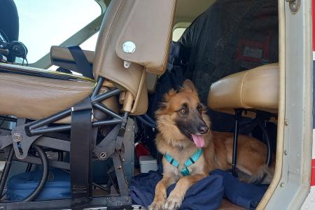 The Liprini's dog, Lady, ready for take off